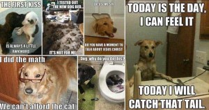 Создать мем: собака, смешные животные, funny dog meme