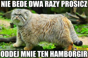 Create meme: wild cat manul, manul, animal, manul