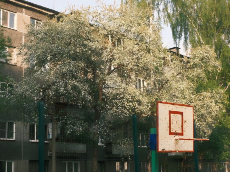 Создать мем: обычное дерево, яблони в цвету в городе, звук двора