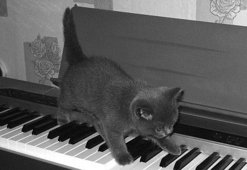 Create meme: cat on piano, cat pianist, to play the piano 