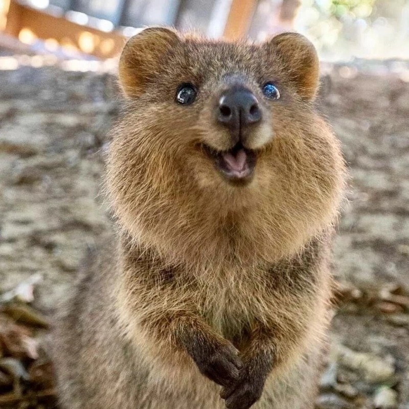 Create meme: animal quokka, australia quokka, the quokka animal