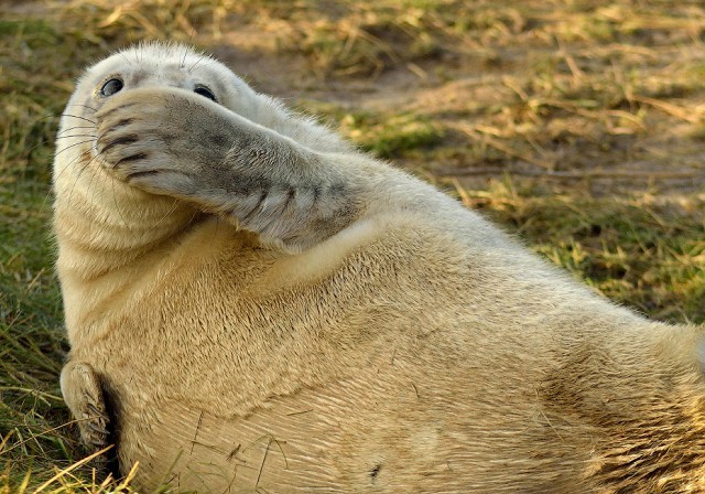 Create meme: cute seal, seal , smiling animals 