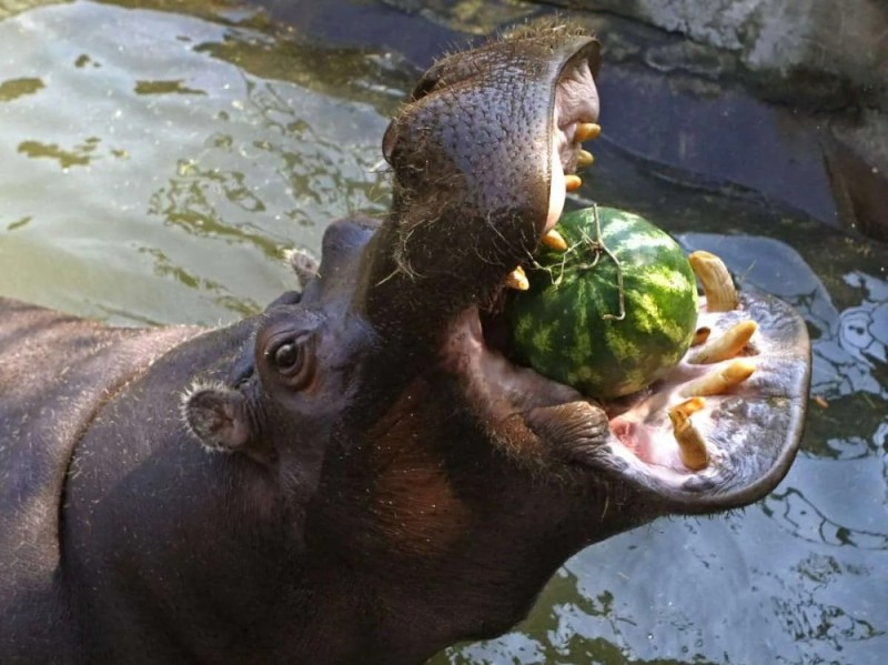 Create meme: Hippo , The hippo is a dangerous animal, Hippo 