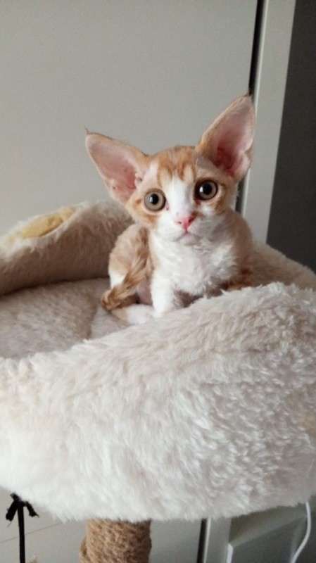 Create meme: cat Cornish Rex, the breed is Cornish Rex , breed Devon Rex