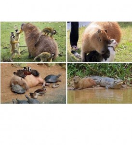 Создать мем: capybara when you get well with everyone, funny animals, смешная капибара