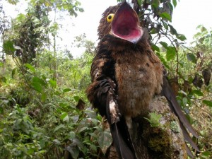 Create meme: bird, a bird with bulging eyes, Nightjar memes