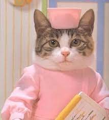 Create meme: doctor cat meme, cat nurse, doctor cat meme