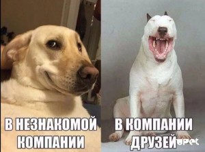 Создать мем: улыбающаяся собака, собака, мемы с надписями ржачные