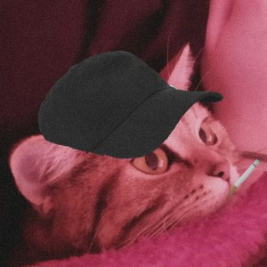 Создать мем: животные милые, кот лаки, кот в шапке