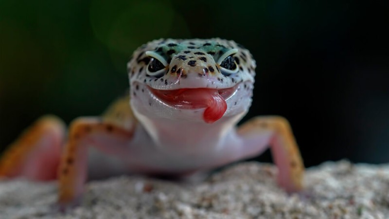 Create meme: Gecko , lizard gecko eublefar, gecko lizard