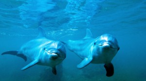 Create meme: underwater, dolphin, Dolphin