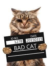 Создать мем: коты с табличками, cat, bad cat табличка