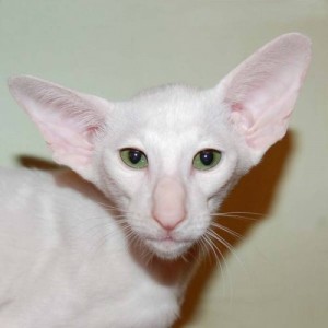 Create meme: color, eared, white Siamese cat
