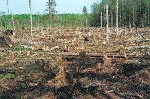 Создать мем: рубка леса, лес и человек, вырубка деревьев