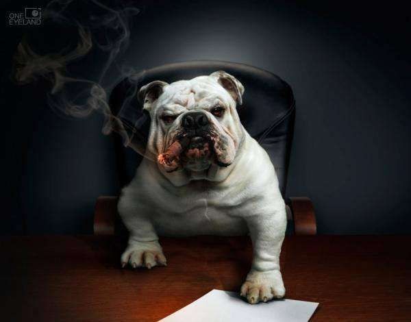 Create meme: bulldog dog, english bulldog white, english bulldog 