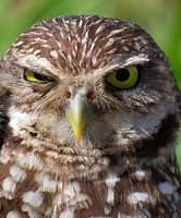 Create meme: owl owl, owls, owl