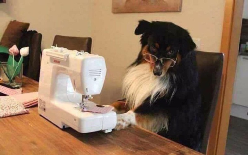 Create meme: dog , dog and sewing machine, animals funny 