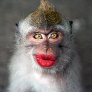 Создать мем: обезьяна с накрашенными губами, губы обезьяны, обезьяна с красными губами