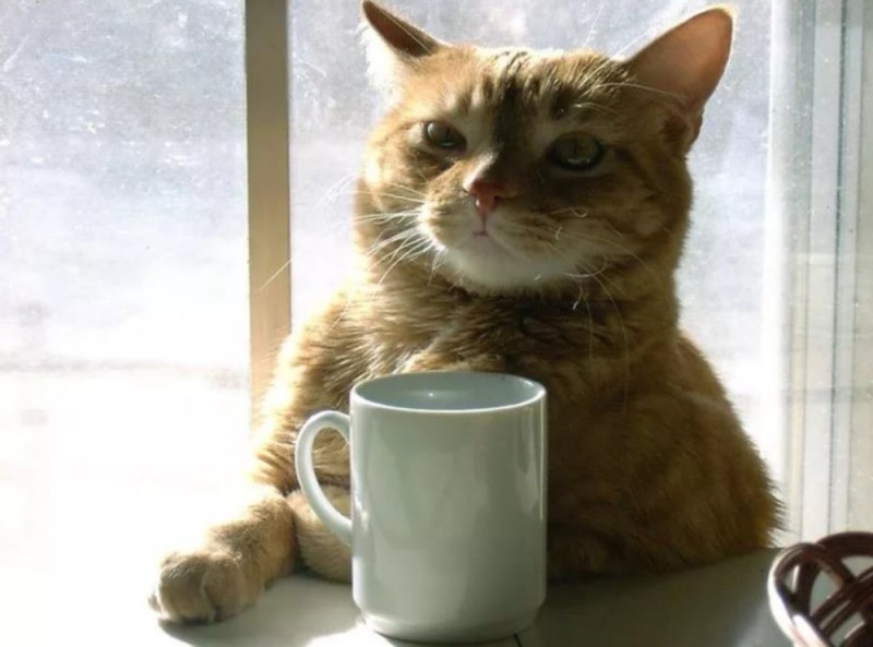 Создать мем: котик и кофе, утро кот, кот пьет чай