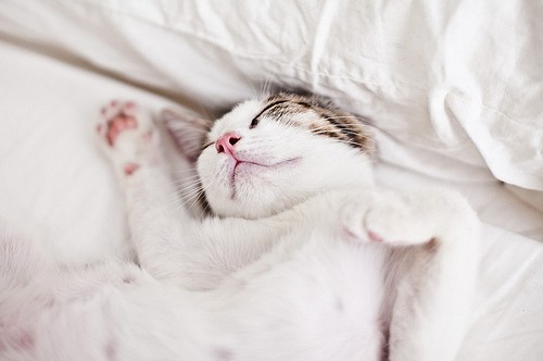 Создать мем: животные милые, котик спит в кроватке, кошки милые