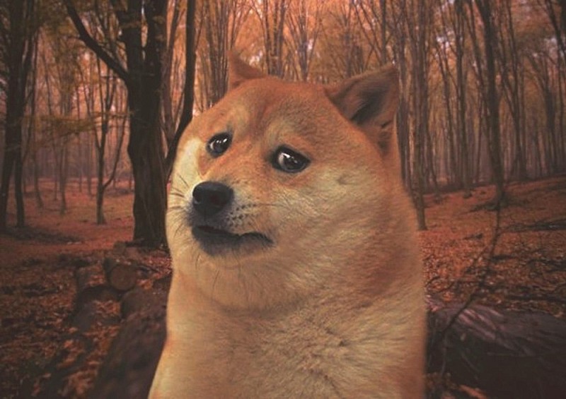 Создать мем: грустная собака мем, грустный doge, мемы