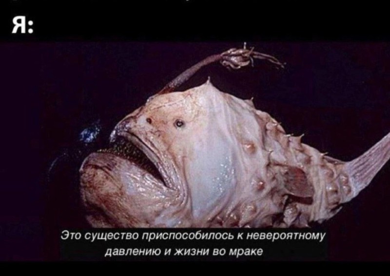 Create meme: angler fish, deep sea angler fish, fish european anglerfish