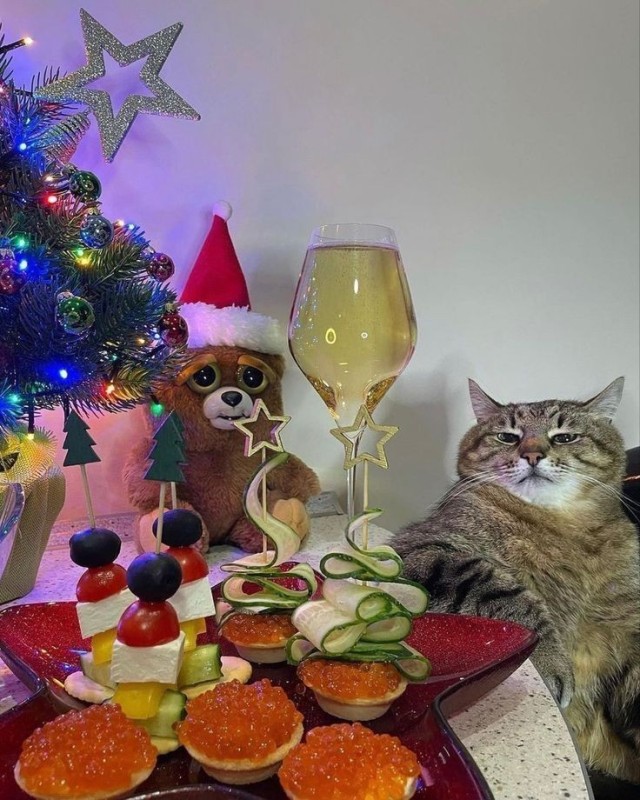 Create meme: cats at the New Year's table, cat stepan new year, new year cat