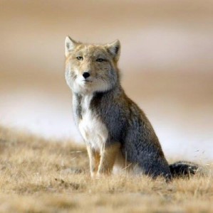 Create meme: vulpes, fox, Disappointed Tibetan Fox