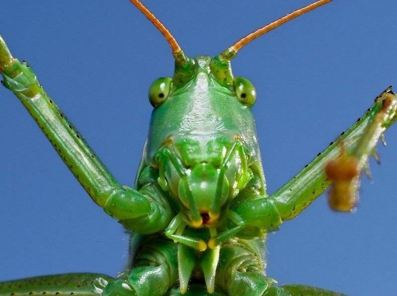 Create meme: grasshopper , big grasshopper, grasshopper green