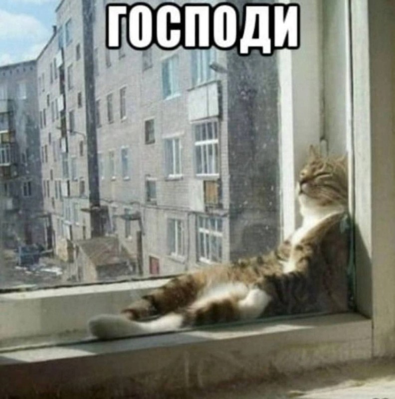 Создать мем: котик, кот ждет у окна, кот у окна