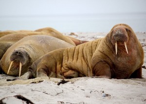 Create meme: the Atlantic walrus