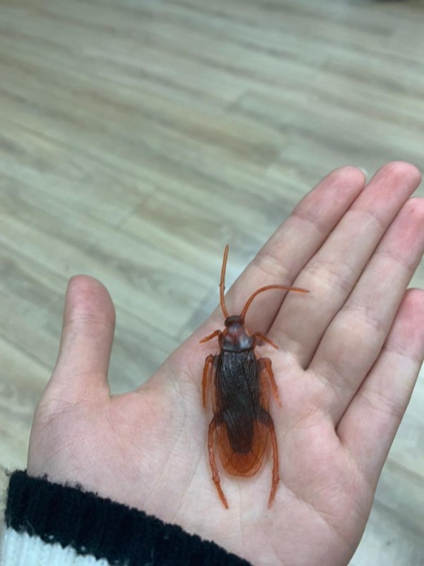 Create meme: cockroach , the cockroach beetle, beetle 