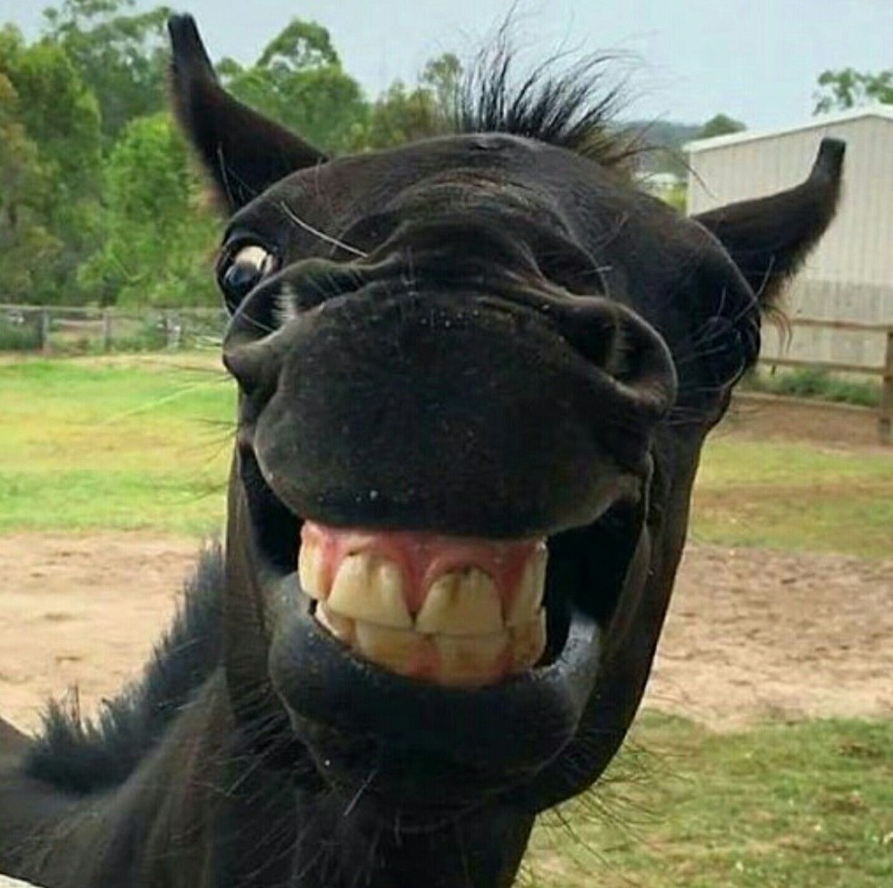 animals smiling