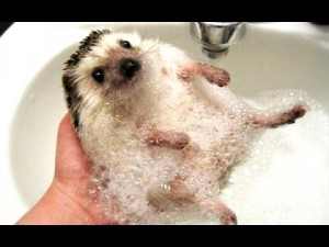 Create meme: hedgehog takes a bath, the hedgehog is bathed, hedgehog clean
