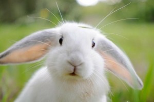 Создать мем: кролик удивленный, мордочка кролика, кролик красивый