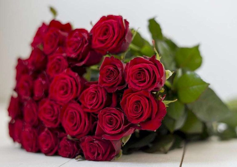 Создать мем: розы красивые, роза эксплорер, розы букет красные