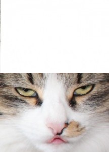 Create meme: gato, green-eyed cat photo, koshkoterapiya