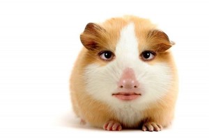 Create meme: hamster, mumps, Guinea pigs