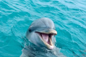 Create meme: dolphins in Sochi, dolphins, Dolphin smile
