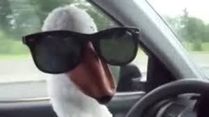 Create meme: Gus behind the wheel, goose with glasses