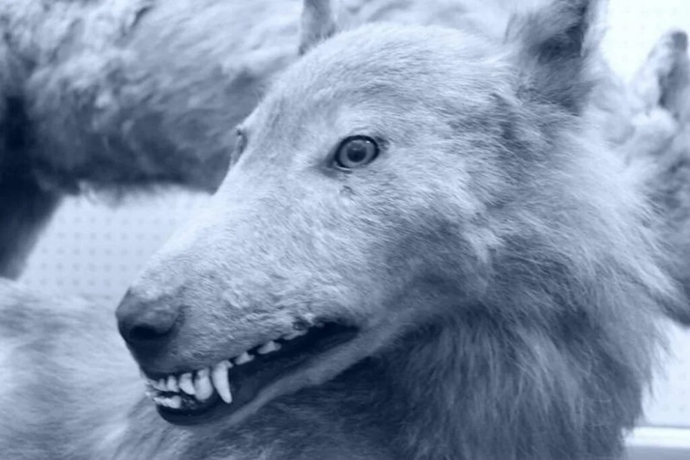 Create meme: wolf muzzle, proud wolf , polar wolf