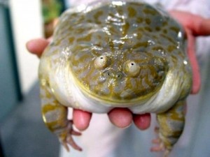 Создать мем: жаба смотрит как утюг, смешные фотографии животных, кальмар душит лягушку