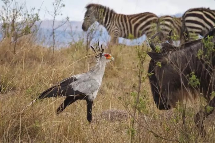 Создать мем: животные саванны, птицы масаи мара, птицы саванны