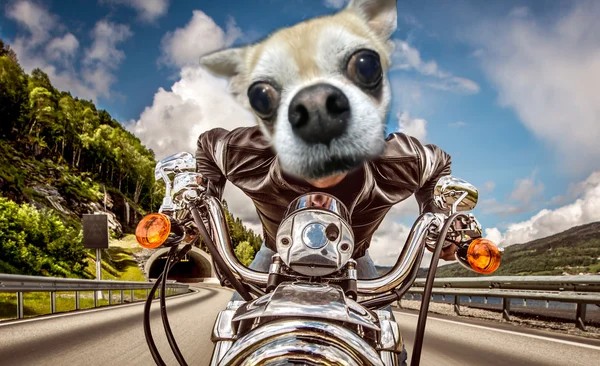 Create meme: a dog on a motorcycle, motorcycle , motorcycle on the road