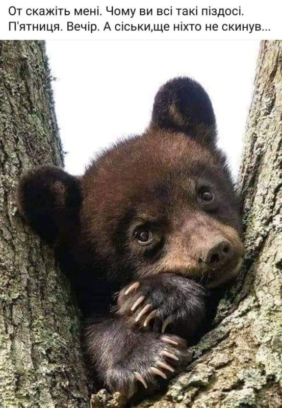 Создать мем: медведь бурый, медведь с медвежонком, забавные медвежата