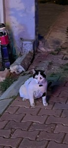 Create meme: outdoor cat, kitler cat, kitty