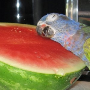Create meme: parrot and watermelon meme, parrot melon breed, parrot and watermelon
