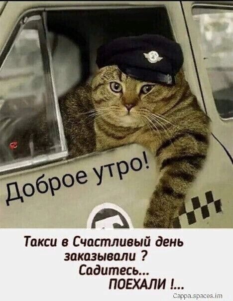 Create meme: taxi to Dubrovka , good morning funny, cat taxi driver