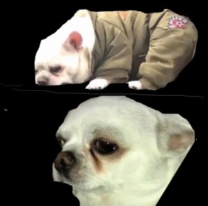 Create meme: Chihuahua photo light, Chihuahua puppies, Chihuahua dog