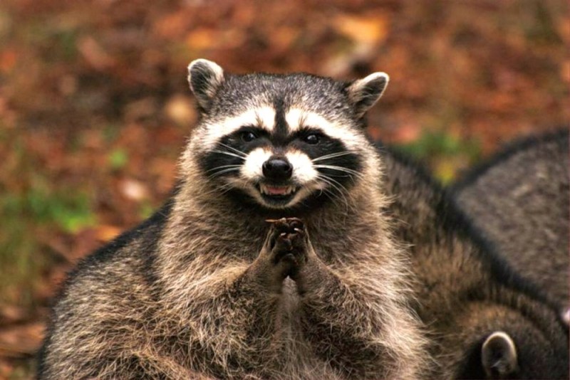 Create meme: evil raccoon a gargle, insidious raccoon , evil raccoon